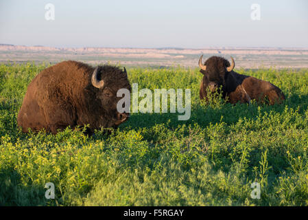 Le bison d'Amérique (Bison bison) adultes reposant sur les prairies, l'Ouest des Etats-Unis Banque D'Images