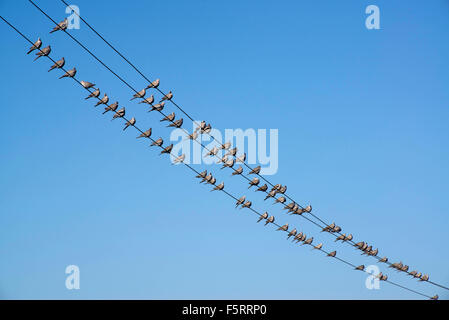Pigeons assis sur des fils électriques, jaisalmer, rajasthan, inde, asie Banque D'Images