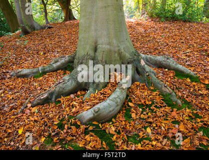 Hêtre des racines d'arbre en automne dans le Shropshire, Woods Ercall. Banque D'Images