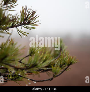 Close-up of pine tree avec la rosée du matin sur la brindille Banque D'Images