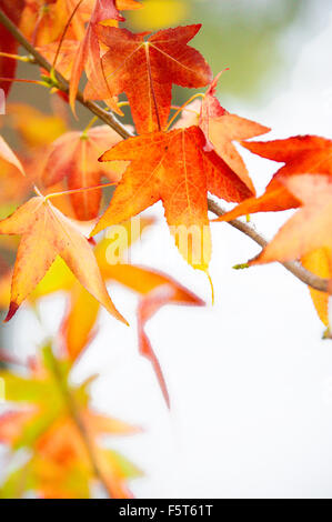 Feuilles rouges sur la branche en automne Banque D'Images