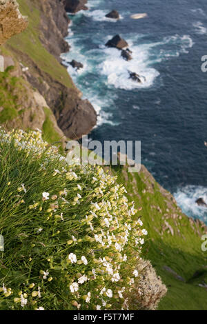 De plus en plus sur la mer campion, abruptes falaises exposées de St Kilda, Ecosse Banque D'Images