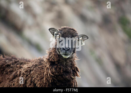 Portrait d'une femme de moutons Soay sur Hirta, St Kilda, Ecosse, Royaume-Uni Banque D'Images