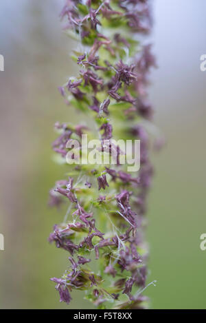 Close up of Cynosurus cristatus Crested, chien-tail grass dans une prairie d'été dans la campagne anglaise. Banque D'Images