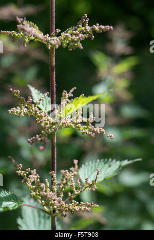 Close up d'ortie fleurs. Urtica dioica. Banque D'Images