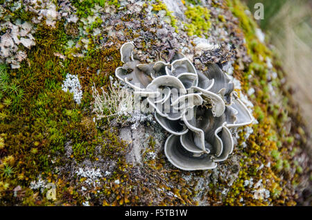 Lichen sur un rocher trouvé dans le haut paramo de Cajas National Park, l'Équateur Banque D'Images