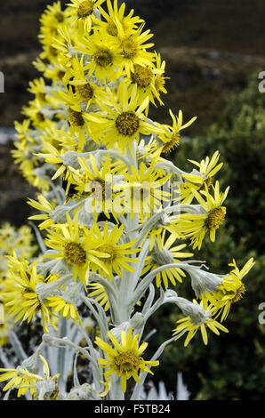 Fleurs jaune vif, le Parc National de Cajas, Equateur Banque D'Images