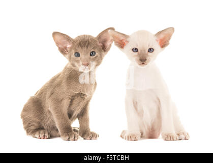 Deux chats siamois mignon bébé sur un fond blanc Banque D'Images