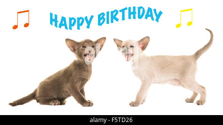 Carte D Anniversaire Avec Deux Chats Siamois Bebe Chant Photo Stock Alamy