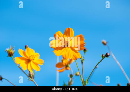 Belles fleurs jaunes dans le jardin Cosmos bipinnatus ou aster mexicain Banque D'Images