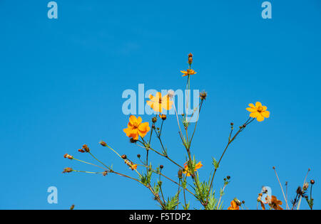 Belles fleurs jaunes dans le jardin Cosmos bipinnatus ou aster mexicain Banque D'Images