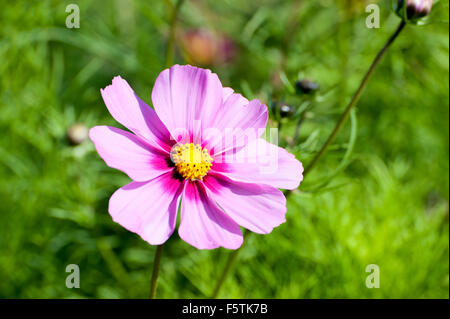 Magnifiques fleurs roses dans le jardin Cosmos bipinnatus ou aster mexicain Banque D'Images