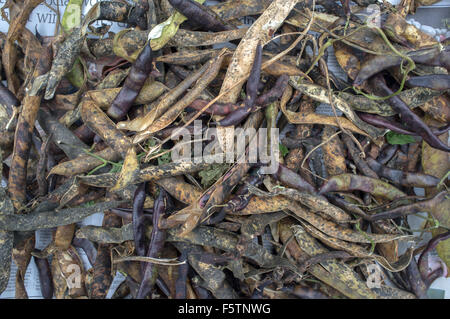 Runner et les haricots verts, le séchage dans leurs gousses prêt à être égrené Banque D'Images