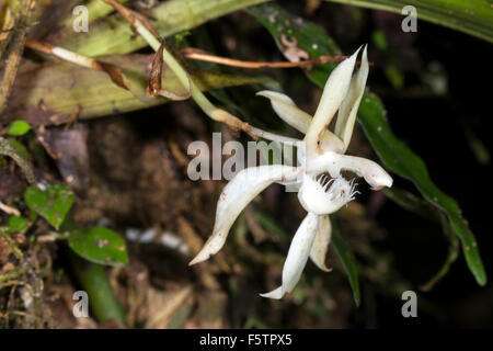 Orchid (Chondrorhynca sp.) qui fleurit sur un tronc d'arbre forêt moussue en Amazonie équatorienne Banque D'Images