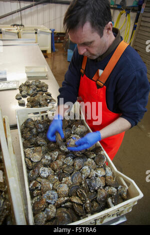 Contrôler par huîtres, à Loch Fyne Oyster Farm, Cairndow, près de l'Inverary, sur le Loch Fyne, Argyle, Ecosse, Royaume-Uni. Banque D'Images