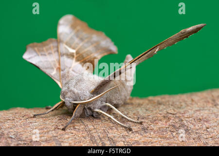 Hawk-moth peuplier Laothoe populi - Banque D'Images