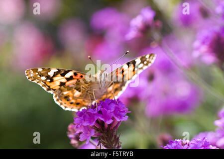 Papillon belle dame se nourrissant de fleurs, Vanessa cardui Banque D'Images