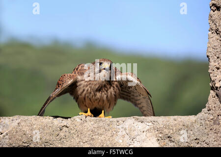 Faucon crécerelle (Falco tinnunculus), des profils sur le mur, d'appels et de répandre les ailes, Kasselburg, Eifel, Allemagne Banque D'Images