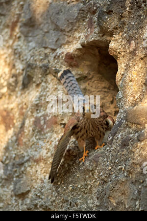 Faucon crécerelle (Falco tinnunculus), des profils sur la roche en face de l'orifice de ponte, Kasselburg, Eifel, Allemagne Banque D'Images