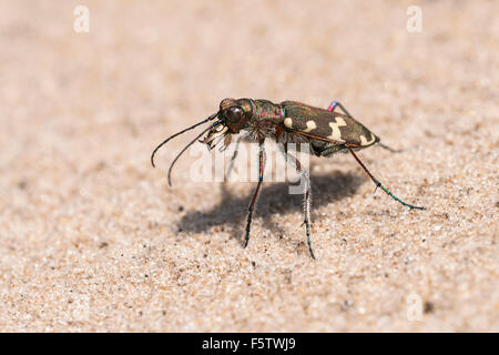 Dune du nord tiger beetle (Cicindela hybrida), Région du sud du Danemark, Danemark Banque D'Images