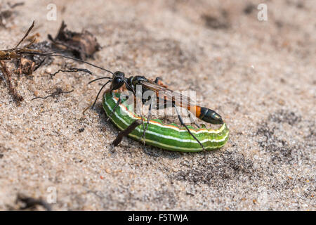 Red-banded guêpe Ammophila sabulosa (sable) avec la proie caterpillar, région du sud du Danemark, Danemark Banque D'Images