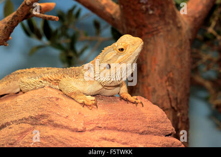 L'intérieur des terres ou Central bearded dragon (Pogona vitticeps), adulte, comme en Australie, captive Banque D'Images