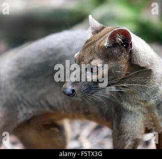 Vue rapprochée d'un Fossa (Cryptoprocta ferox), au Centre de conservation des espèces rares, Sandwich, Kent. Banque D'Images