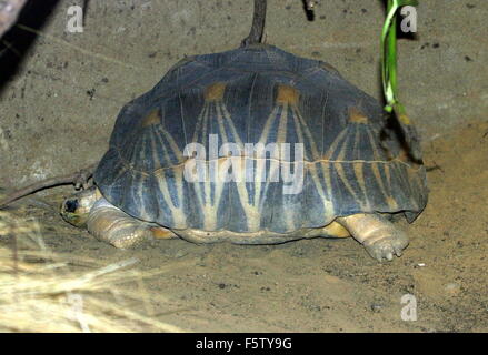 La tortue d'Hermann (Testudo hermanni), originaire d'Europe du Sud-Est et des Balkans Banque D'Images
