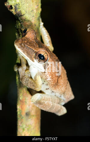 Osteocephalus deridens treefrog (broméliacées) dans les forêts tropicales, l'Équateur Banque D'Images