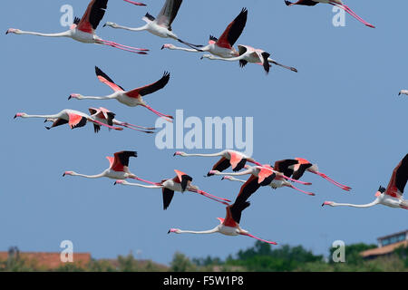 Plus de flamants roses (Phoenicopterus ruber) à voler sur le parc naturel de Molentargius, Cagliari, Sardaigne, Italie, Europe Banque D'Images