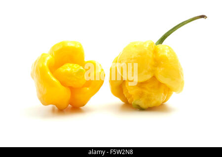 Trinidad moruga scorpion jaune sur fond blanc Banque D'Images