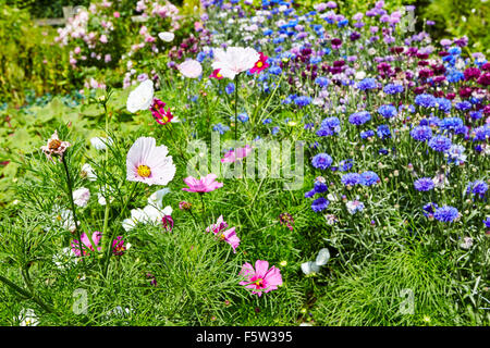 Fleurs d'été dans les jardins d'Easton walled gardens, Easton, Grantham, Lincolnshire, Angleterre, Royaume-Uni. Banque D'Images