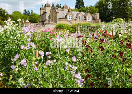 Pois de fleurs dans les jardins d'Easton walled gardens, Easton, Grantham, Lincolnshire, Angleterre, Royaume-Uni. Banque D'Images