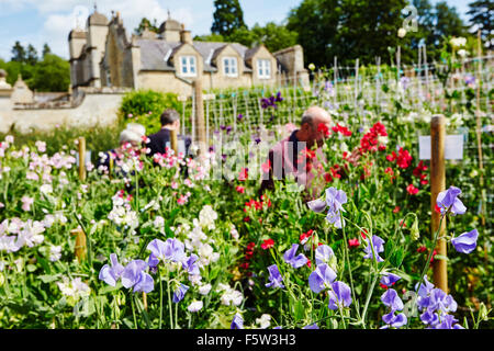 Pois de fleurs dans les jardins d'Easton walled gardens, Easton, Grantham, Lincolnshire, Angleterre, Royaume-Uni. Banque D'Images
