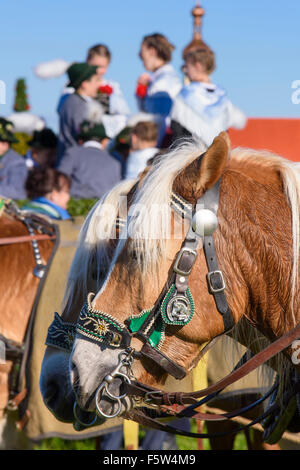 Chaque année une procession catholique-Leonhardi a lieu en ville Murnau, Bavière, Allemagne, avec de nombreux chevaux voitures décorées un Banque D'Images