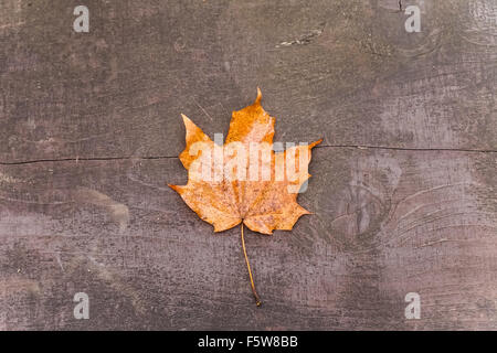 L'automne feuille d'érable sur un banc Banque D'Images