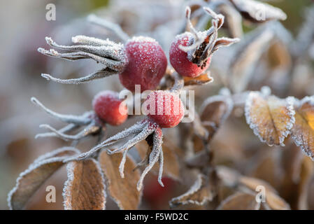 Frosty Rose Hips et des feuilles. Banque D'Images