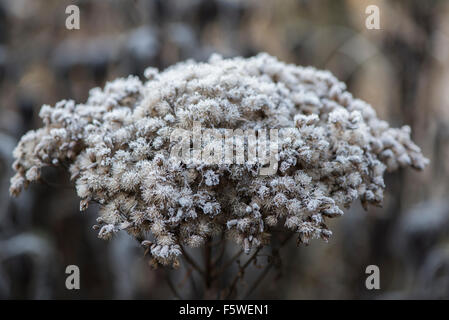 Frosty Eupatorium purpureum x sec. Banque D'Images