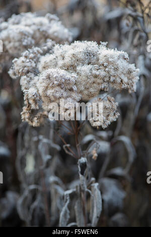 Frosty Eupatorium purpureum x sec. Banque D'Images