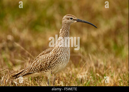 Le courlis corlieu, Numenius phaeopus, sur la lande, Aswan, Shetland, Scotland, UK Banque D'Images