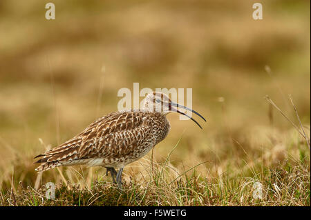 Le courlis corlieu, Numenius phaeopus, appelant les landes, Aswan, Shetland, Scotland, UK Banque D'Images