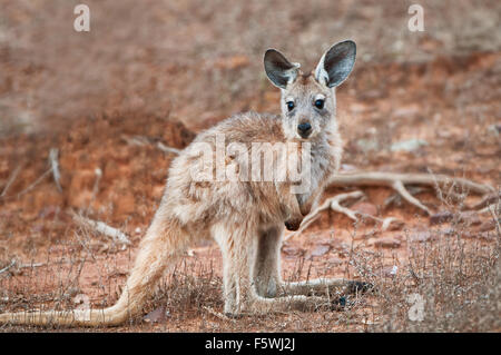 Joey kangourou de l'espèce (Euro) Wallaroo. Banque D'Images