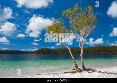 Arbre à thé sur les rives du lac McKenzie, l'un des trésors de l'île Fraser. Banque D'Images