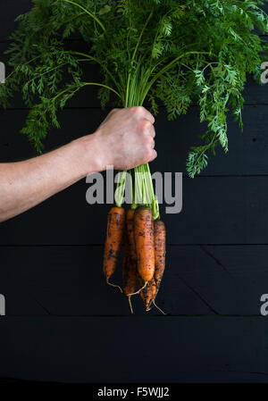 Botte de carottes fraîches jardin avec des feuilles vertes à la main, décor en bois noir. Banque D'Images