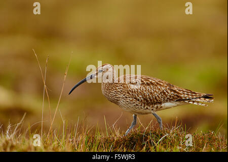 Le courlis corlieu, Numenius phaeopus, sur la lande, Aswan, Shetland, Scotland, UK Banque D'Images