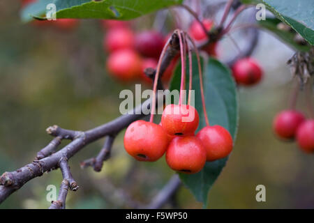 Malus hupehensis. Pommes de crabe pousse dans un verger anglais. Banque D'Images