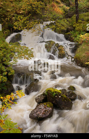 Cascade en automne décor boisé Banque D'Images