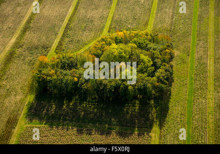 Hêtre haie, haie à l'automne, Nuttlar, Bestwig, Rhénanie-Palatinat, Hesse, Allemagne, Nuttlar, Bestwig, Sauerland, Banque D'Images