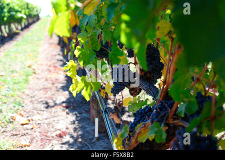 Raisins sur la vigne dans un vignoble dans la région de Kelowna (C.-B.) Banque D'Images