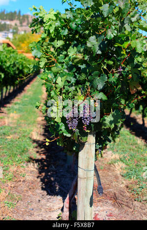 Raisins sur la vigne dans un vignoble dans la région de Kelowna (C.-B.) Banque D'Images